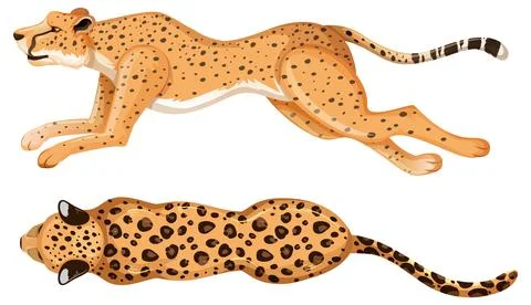 Aerial View of Running Cheetahs Stock Illustration
