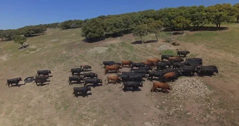 Aerial view running herd of corida bulls in Madrid, Spain Stock Footage 98502301