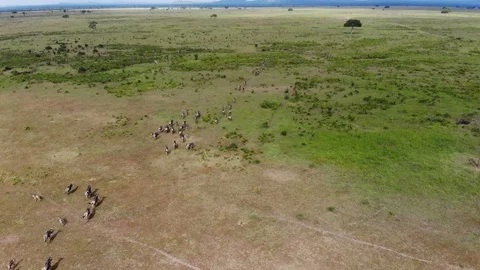 AERIAL view of running Wildebeest Herd Migration through the savannas Vídeo Stock 87067119