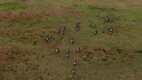 AERIAL view of running Wildebeest Herd Migration through the savannas Stock Footage 87095341