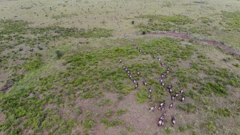 AERIAL view of running Wildebeest Herd Migration through the savannas Vídeo Stock 87099985