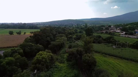 Aerial view of a rural area with large trees and green crop fields Stock Footage 342089246