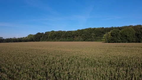 Aerial view of rural landscape with fields and forest under blue sky Stock Footage 327328358