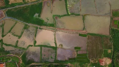 Aerial View of Rural Paddy Fields and Irrigation Systems in Southeast Asia Stock Footage 314472233