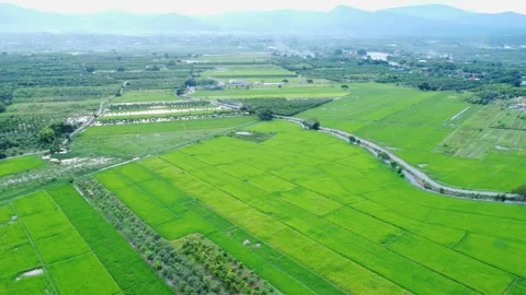 Aerial view of rural rice fields with irrigation canals. Stock Footage 287276181