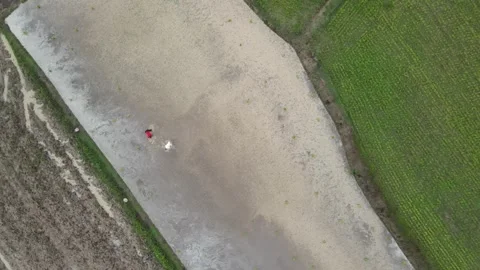 Aerial View of Rural Rice Fields and Farm Path Stock Footage 308242821