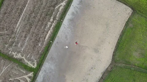 Aerial View of Rural Rice Fields and Farm Path Stock Footage 308242874