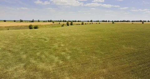 Aerial view: Rye swaying in a wind. Flying above the green rye field. Video stock 135736166