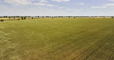 Aerial view: Rye swaying in a wind. Flying above the green rye field. Stock Footage 135736317