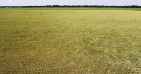 Aerial view: Rye swaying in a wind. Flying above the green rye field. Video stock 135736349