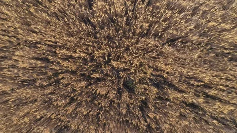 Aerial view rye wheat field harvest zoom out Vidéo 111650529