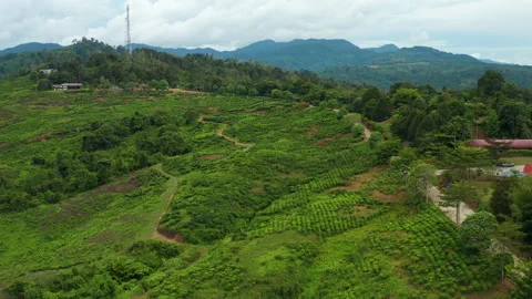 Aerial View Of Sabah Tea Garden, Sabah B... | Stock Video | Pond5