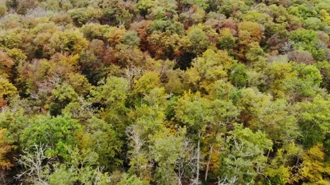 Aerial view of Saint-Mayeul chapel in Troncais forest, Allier, France Stock Footage 341769373