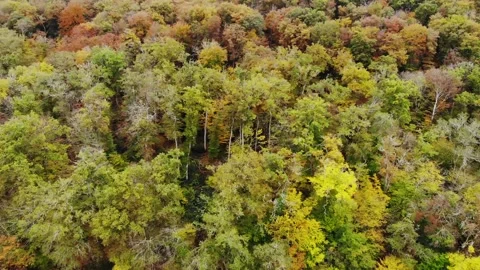 Aerial view of Saint-Mayeul chapel in Troncais forest, Allier, France Stock Footage 341769375