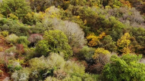 Aerial view of Saint Mayeul chapel hidden in Troncais forest, Vitray, France Stock Footage 341884897