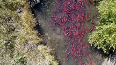 Aerial view of salmon spawning up small river Stock Footage 94952202