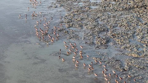 Aerial view of sandpipers feeding in mudflat group 스톡 동영상 332218688