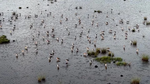 Aerial view of sandpipers flock foraging on tidal mudflat Видео 329357150