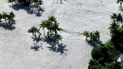 Aerial view of sandy beach lined with coconut trees 스톡 동영상 329359038