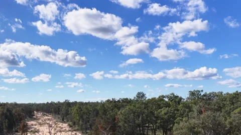 Aerial View of Sandy Creek Bed and Eucalyptus Forest Stock Footage 345695558