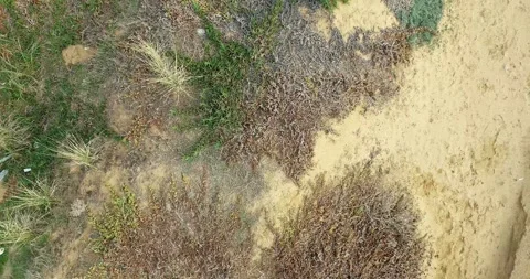 Aerial view of sandy terrain with sparse vegetation Stock Footage 341608312