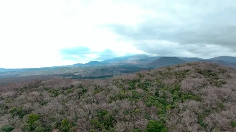 Aerial view of Saryeoni Forest Path in Jeju Island, South Korea Stock Footage 296445086