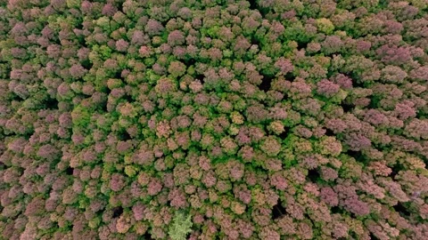 Aerial view of Saryeoni Forest Path in Jeju Island, South Korea Stock Footage 296445612