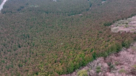 Aerial view of Saryeoni Forest Path in Jeju Island, South Korea Stock Footage 296445677