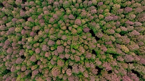 Aerial view of Saryeoni Forest Path in Jeju Island, South Korea Stock Footage 296447031