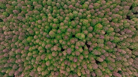 Aerial view of Saryeoni Forest Path in Jeju Island, South Korea Stock Footage 296447695