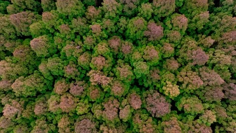 Aerial view of Saryeoni Forest Path in Jeju Island, South Korea Stock Footage 296448210
