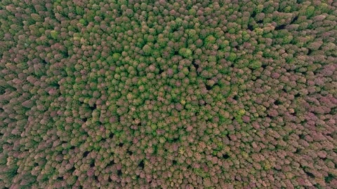 Aerial view of Saryeoni Forest Path in Jeju Island, South Korea Stock Footage 296449278