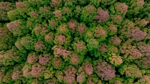 Aerial view of Saryeoni Forest Path in Jeju Island, South Korea Stock Footage 296450320