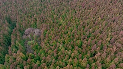 Aerial view of Saryeoni Forest Path in Jeju Island, South Korea Stock Footage 296450741