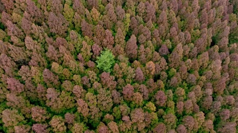 Aerial view of Saryeoni Forest Path in Jeju Island, South Korea Stock Footage 296451194