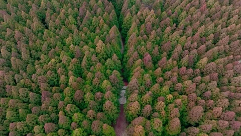 Aerial view of Saryeoni Forest Path in Jeju Island, South Korea Stock Footage 296451395