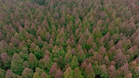 Aerial view of Saryeoni Forest Path in Jeju Island, South Korea Stock Footage 296453235