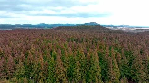 Aerial view of Saryeoni Forest Path in Jeju Island, South Korea Stock Footage 296458836