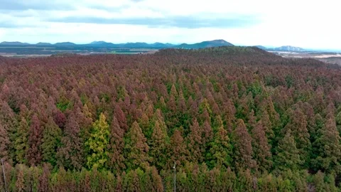 Aerial view of Saryeoni Forest Path in Jeju Island, South Korea Stock Footage 296459039