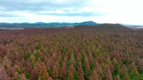 Aerial view of Saryeoni Forest Path in Jeju Island, South Korea Stock Footage 296460277