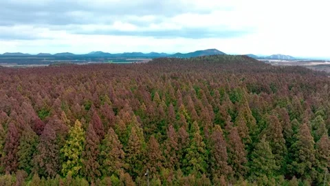 Aerial view of Saryeoni Forest Path in Jeju Island, South Korea Stock Footage 296460280