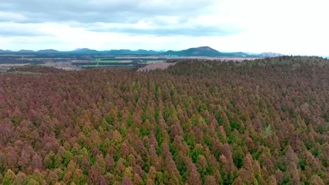 Aerial view of Saryeoni Forest Path in Jeju Island, South Korea Stock Footage 296462330
