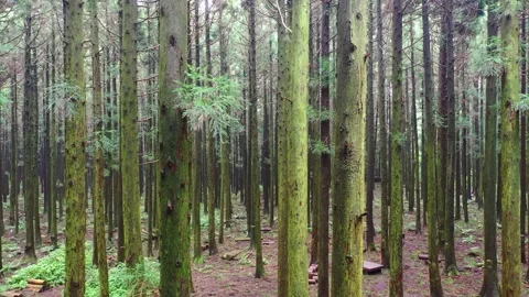 Aerial view of Saryeoni Forest Path in Jeju Island, South Korea Stock Footage 296555531