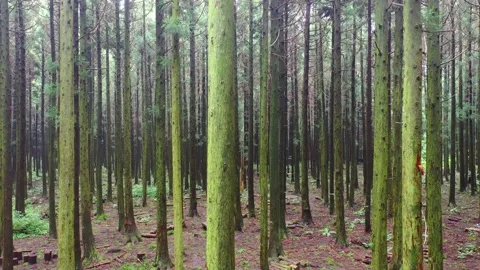 Aerial view of Saryeoni Forest Path in Jeju Island, South Korea Stock Footage 296555735
