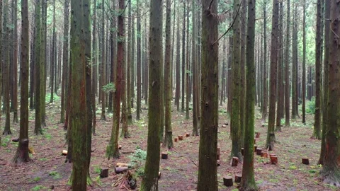 Aerial view of Saryeoni Forest Path in Jeju Island, South Korea Stock Footage 296556025