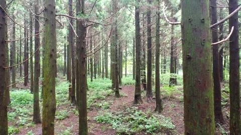 Aerial view of Saryeoni Forest Path in Jeju Island, South Korea Stock Footage 296556113
