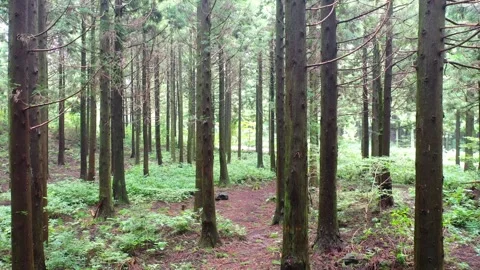 Aerial view of Saryeoni Forest Path in Jeju Island, South Korea Stock Footage 296556286