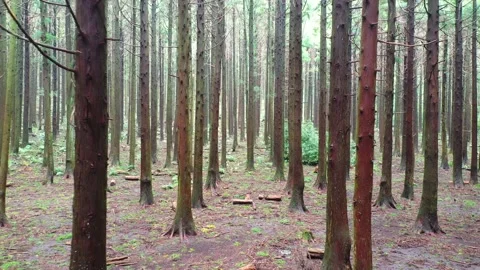 Aerial view of Saryeoni Forest Path in Jeju Island, South Korea Stock Footage 296556548