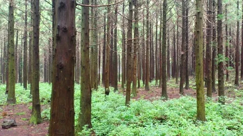 Aerial view of Saryeoni Forest Path in Jeju Island, South Korea Stock Footage 296557237