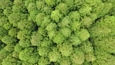 Aerial view of Saryeoni Forest Path in Jeju Island, South Korea Stock Footage 296557445